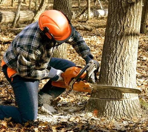 Tree Removal in Pleasant Shade, TN